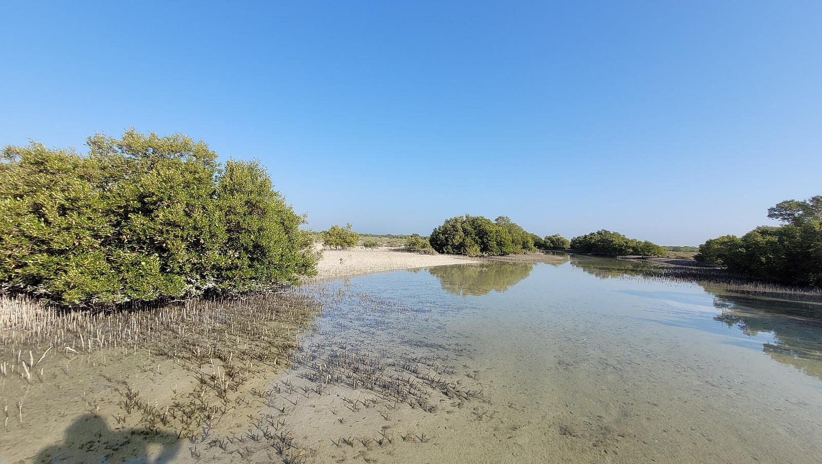 Mangroves basking in Sun light
