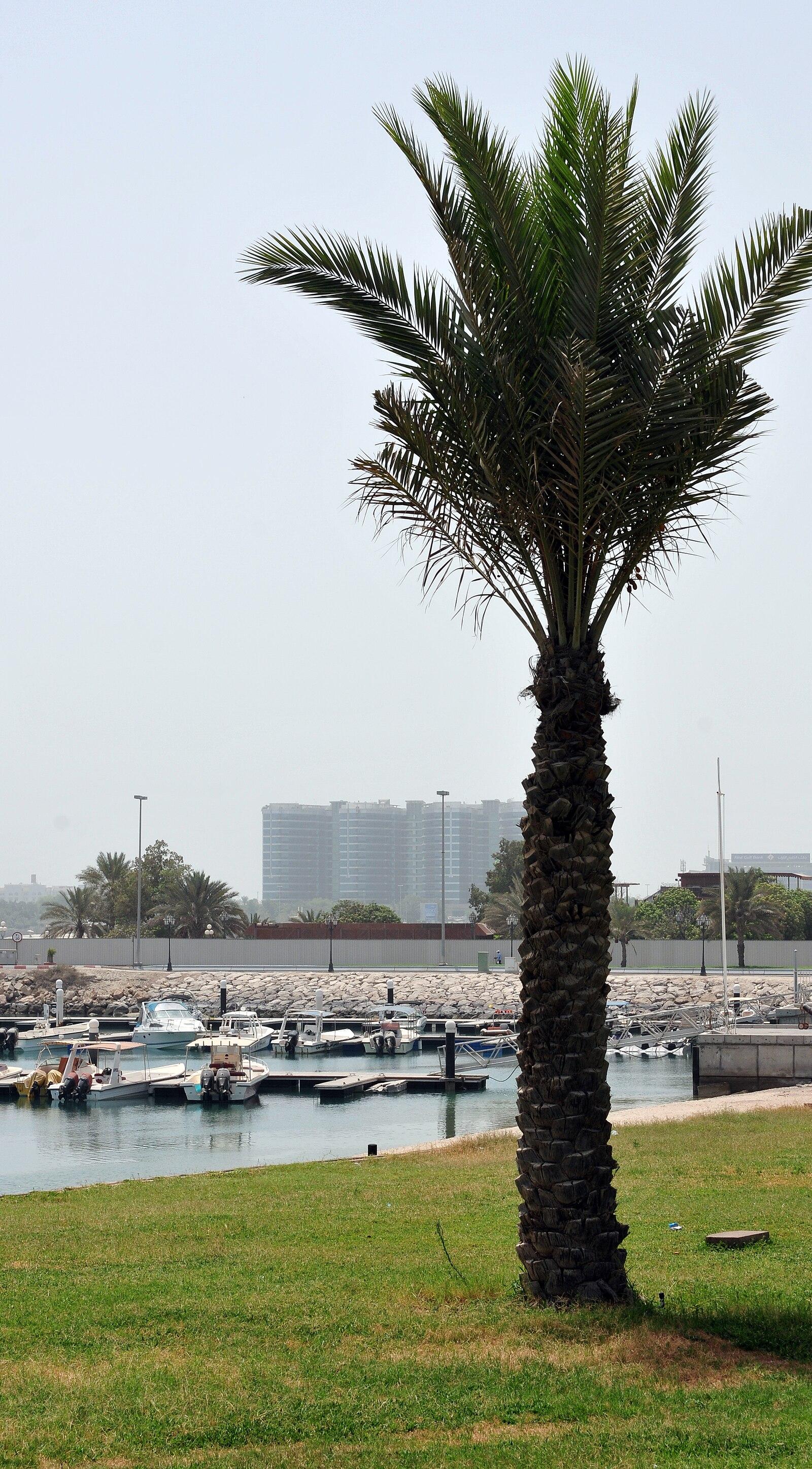 Abu Dhabi Residents Access 5 Evidence-Based Stress Management Services